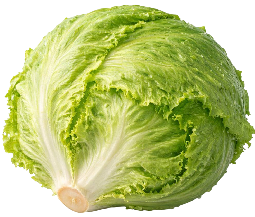 iceberg lettuce